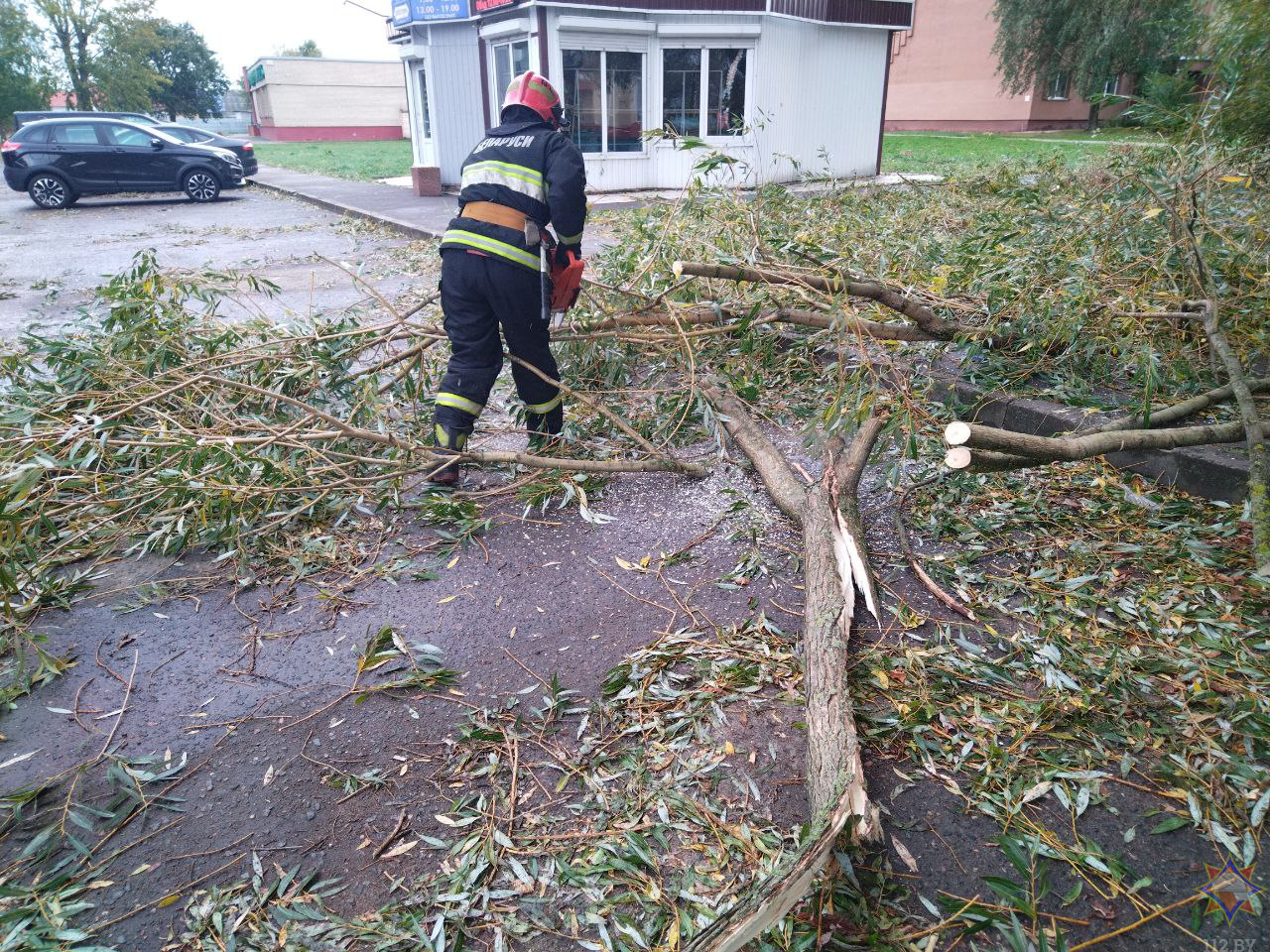 Распил упавшего дерева. Вебрено воскресенье.